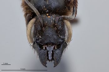 Media type: image;   Entomology 785835 Aspect: head frontal view